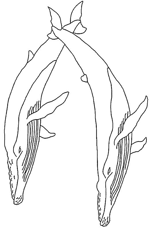 Animale balene de colorat p11