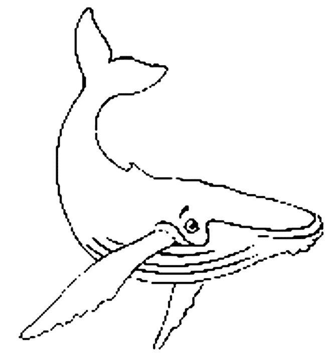 Animale balene de colorat p13
