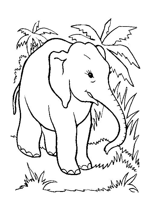 Animale elefanti de colorat p08