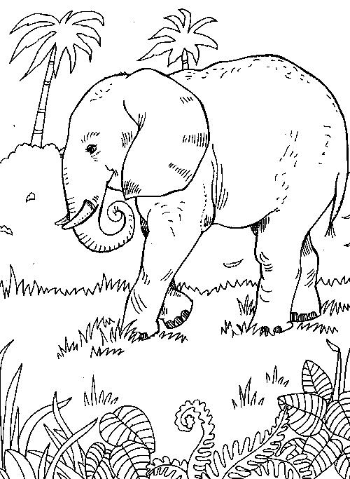 Animale elefanti de colorat p24
