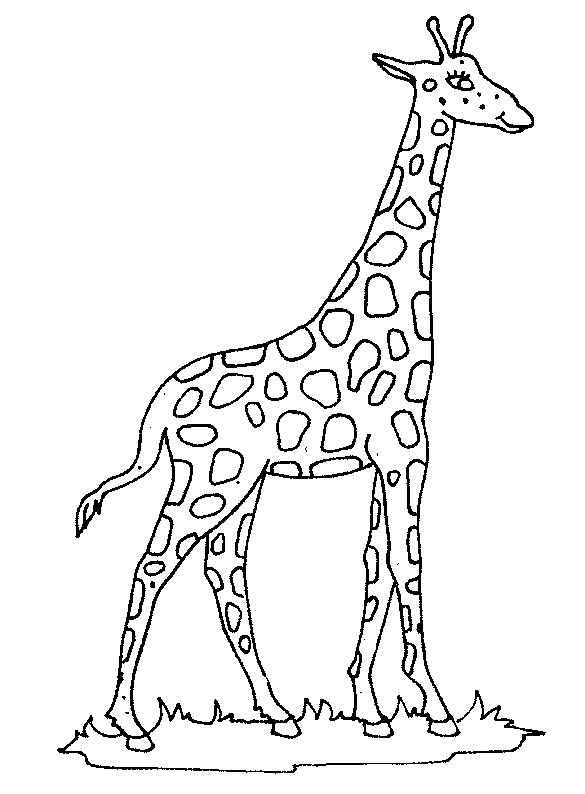 Animale girafe de colorat p06