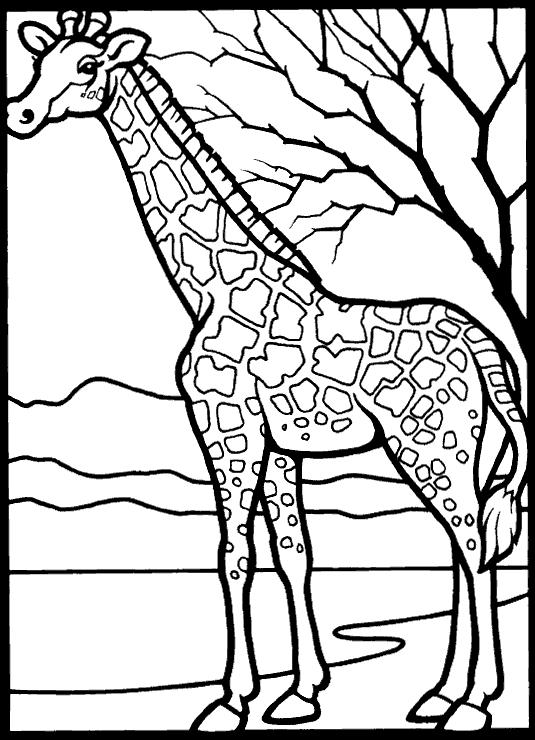 Animale girafe de colorat p22
