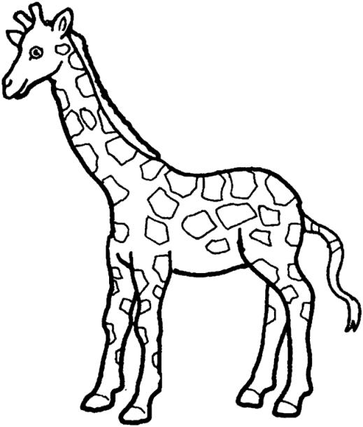 Animale girafe de colorat p24