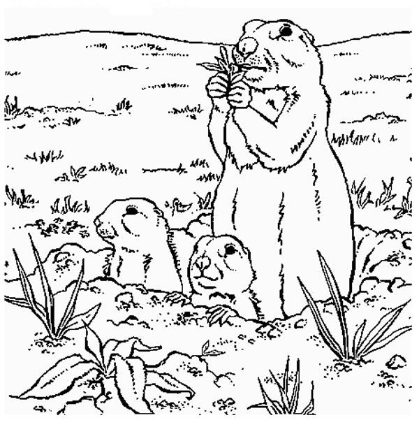 Animale marmota de colorat p05