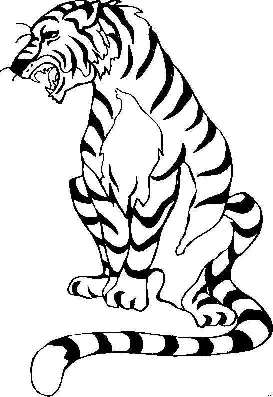Animale tigri de colorat p10