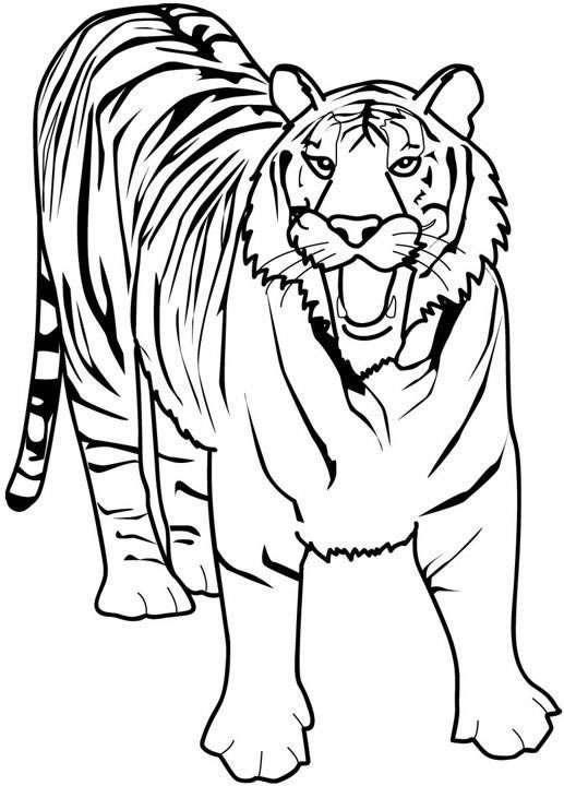 Animale tigri de colorat p30