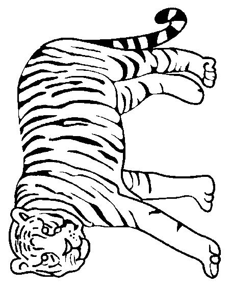 Animale tigri de colorat p38