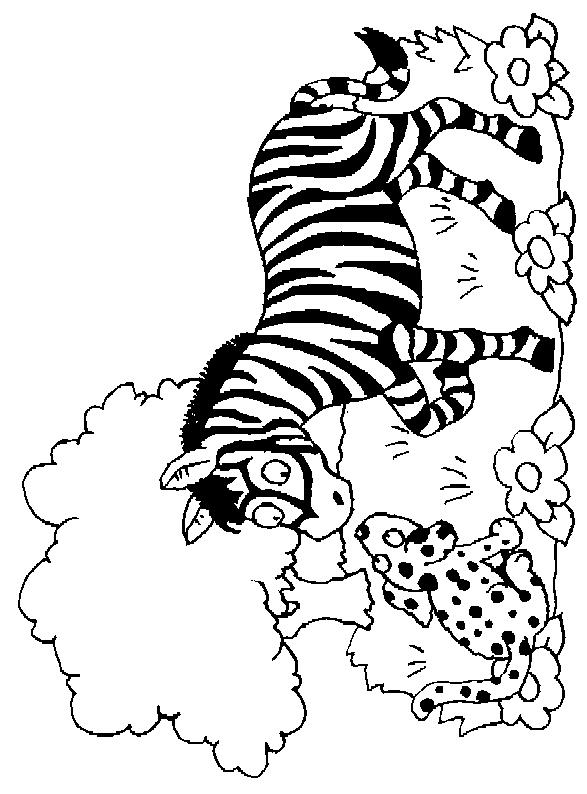 Animale zebre de colorat p12