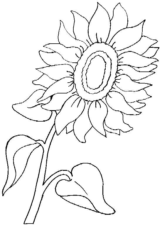 Floarea soarelui de colorat p04