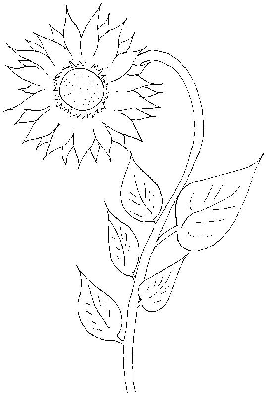 Floarea soarelui de colorat p07