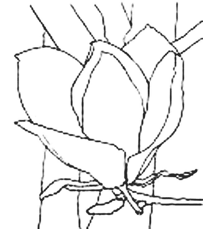 Flori magnolii de colorat p02