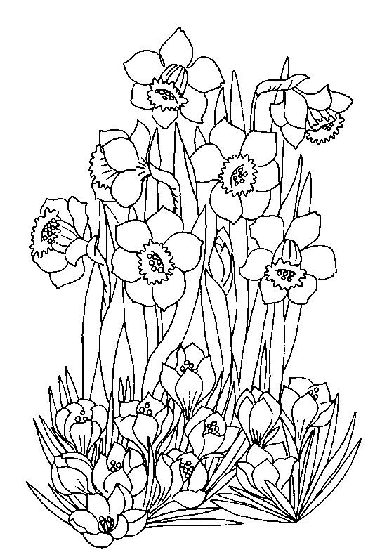 Flori narcise de colorat p07
