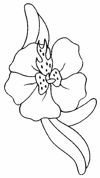 Flori orhidee de colorat p01
