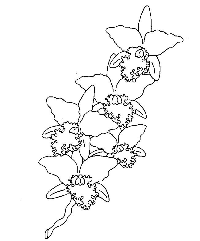 Flori orhidee de colorat p03