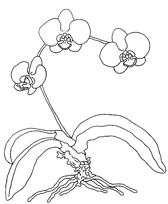 Flori orhidee de colorat p05