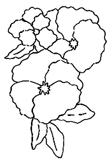 Flori panselute de colorat p07