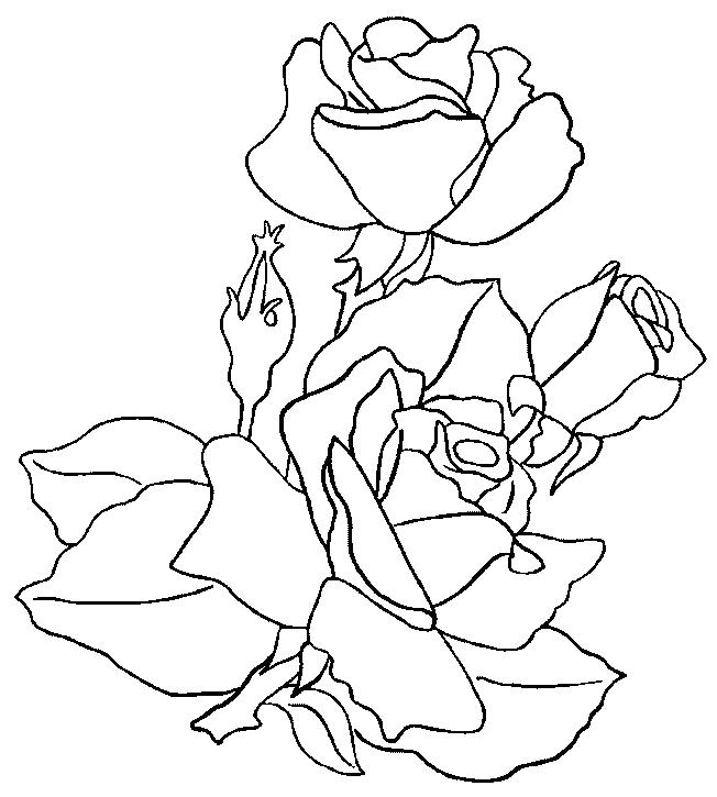 Flori trandafiri de colorat p15