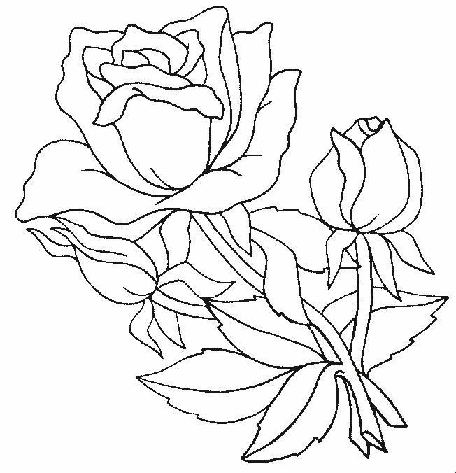 Flori trandafiri de colorat p21