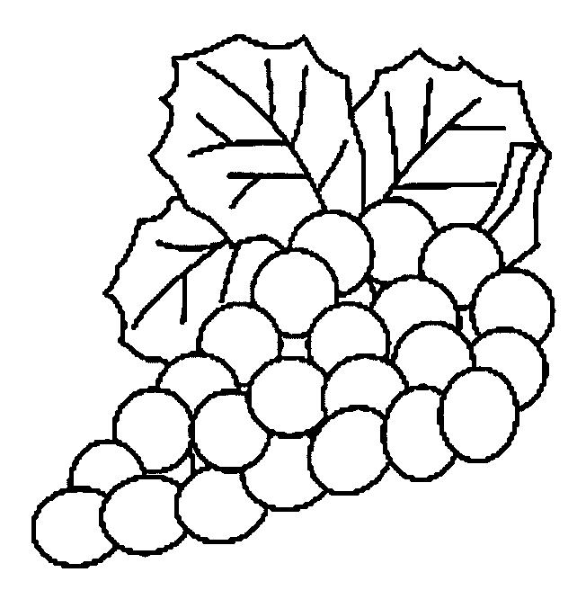 Fructe struguri de colorat p21