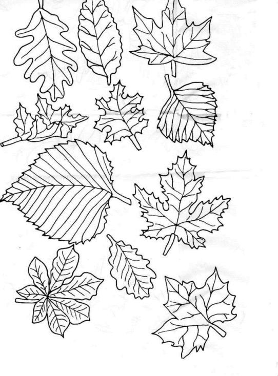 Frunze de colorat p13