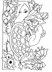 plansa de colorat animale broaste testoase #17