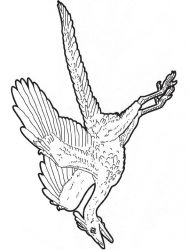 plansa de colorat animale dinozauri #3