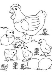 plansa de colorat animale gaini #2