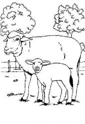 plansa de colorat animale oi #17