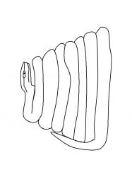 plansa de colorat animale serpi #6