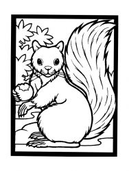 plansa de colorat animale veverite #10