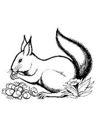 plansa de colorat animale veverite #17