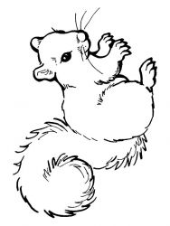 plansa de colorat animale veverite #20