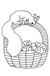 plansa de colorat animale veverite #9