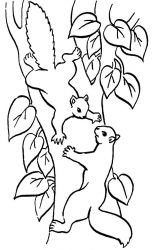 plansa de colorat animale veverite #12
