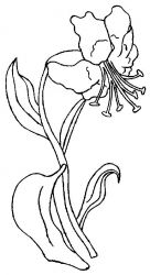 plansa de colorat flori #9