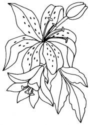 plansa de colorat flori #11