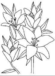 plansa de colorat flori #14