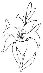 plansa de colorat flori #15