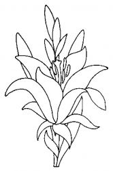 plansa de colorat flori #16