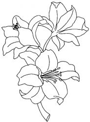 plansa de colorat flori #17