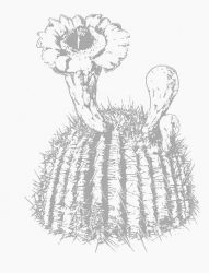 plansa de colorat flori #10