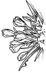 plansa de colorat flori #16