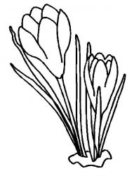 plansa de colorat flori #18