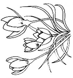 plansa de colorat flori #19