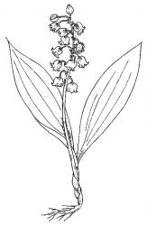 plansa de colorat flori #14