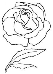 plansa de colorat flori trandafiri #17
