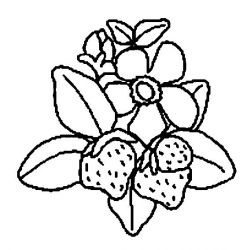 plansa de colorat fructe capsune #6