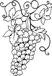 plansa de colorat fructe struguri #4
