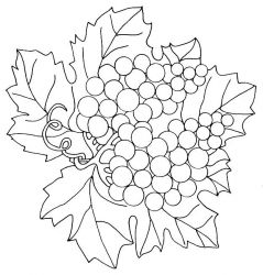 plansa de colorat fructe struguri #18