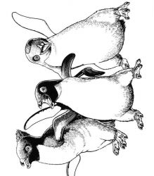 plansa de colorat happy feet #8